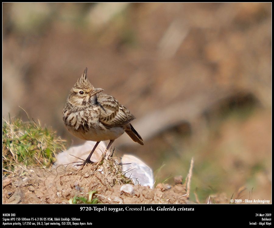 Crested Lark