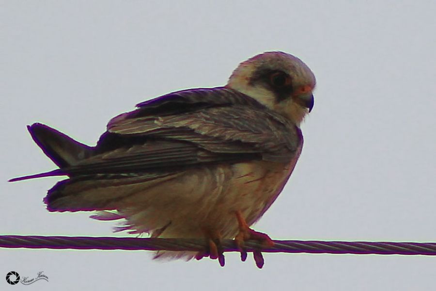 Ala Doğan