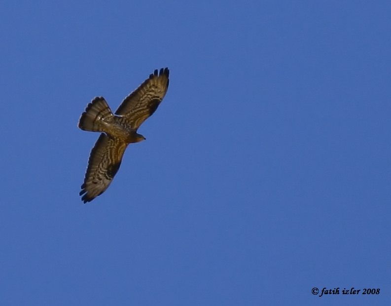 European Honey Buzzard