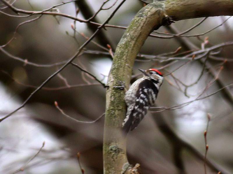 Lesser Spotted Woodpecker