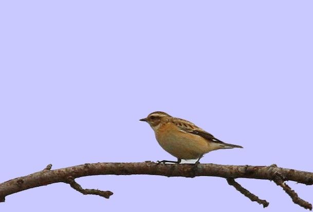 Whinchat
