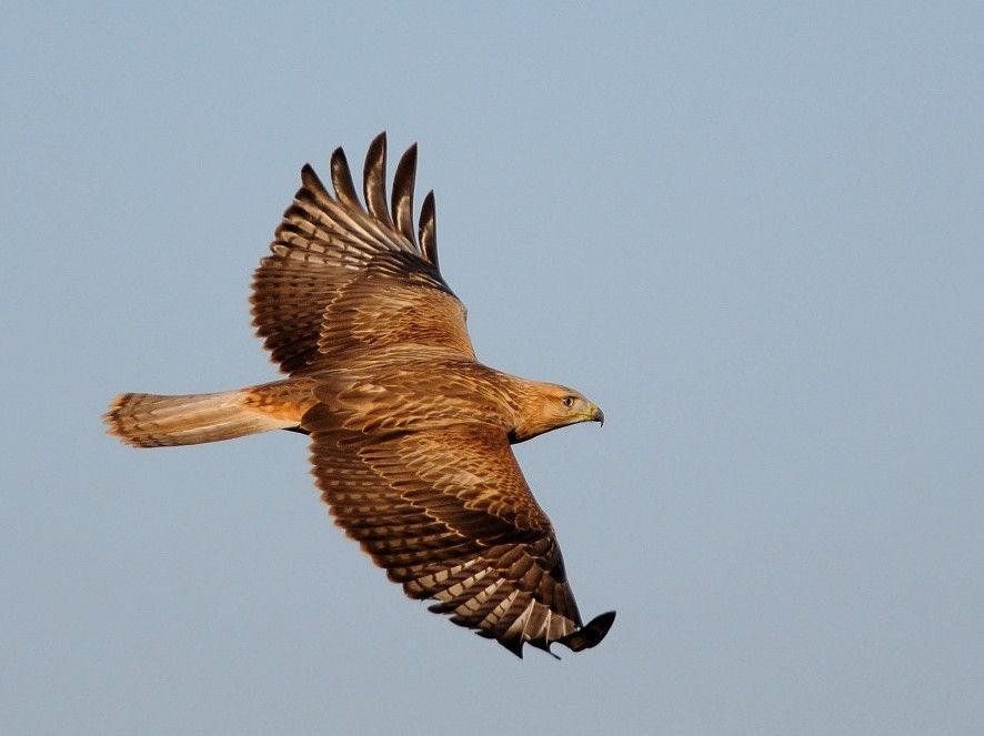 Long-legged Buzzard
