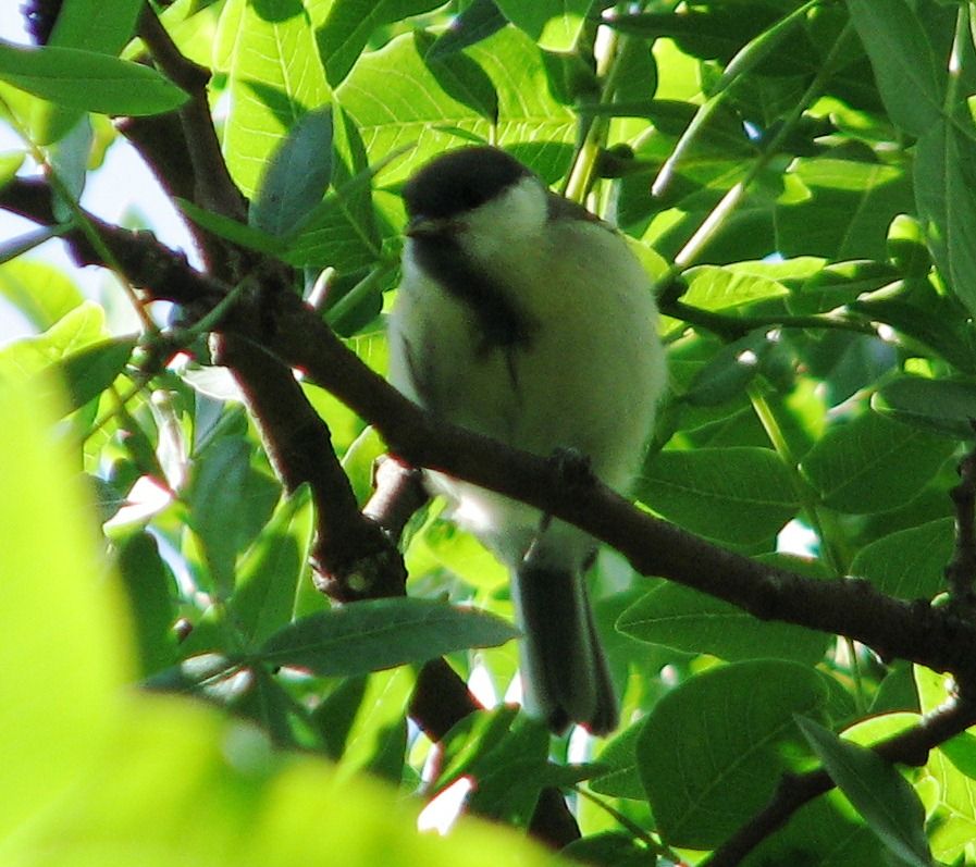 Great Tit