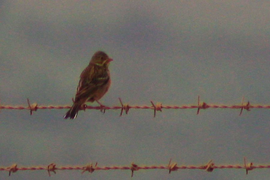 Ortolan Bunting