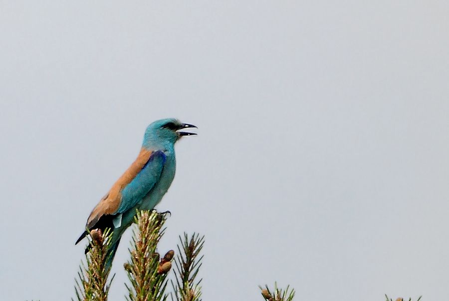 European Roller