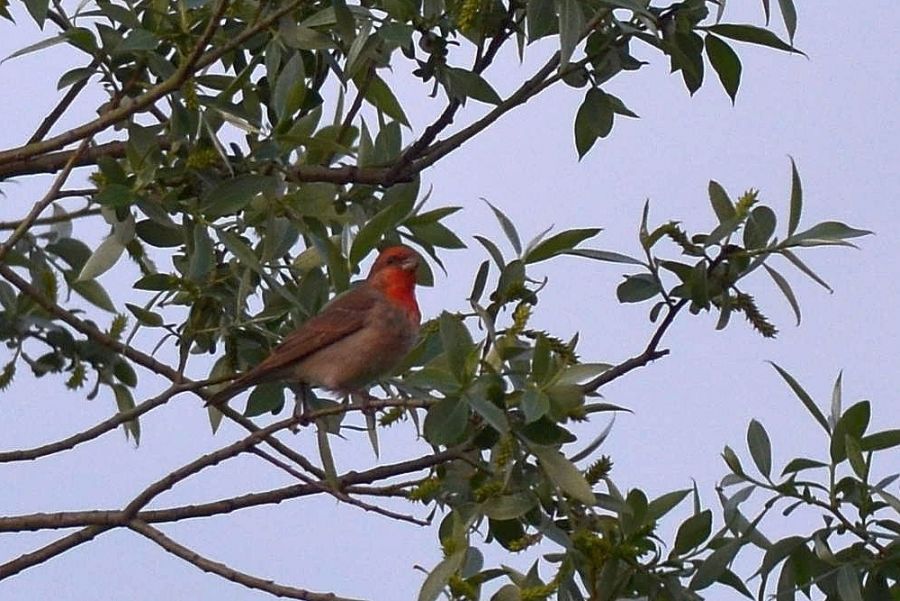 Common Rosefinch