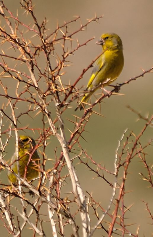 European Greenfinch