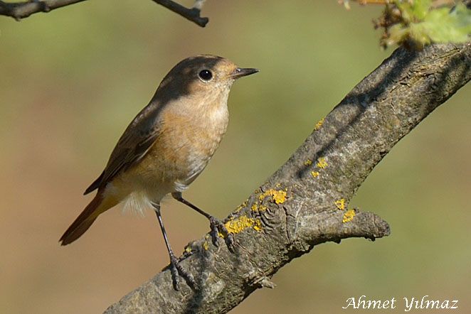 Common Redstart