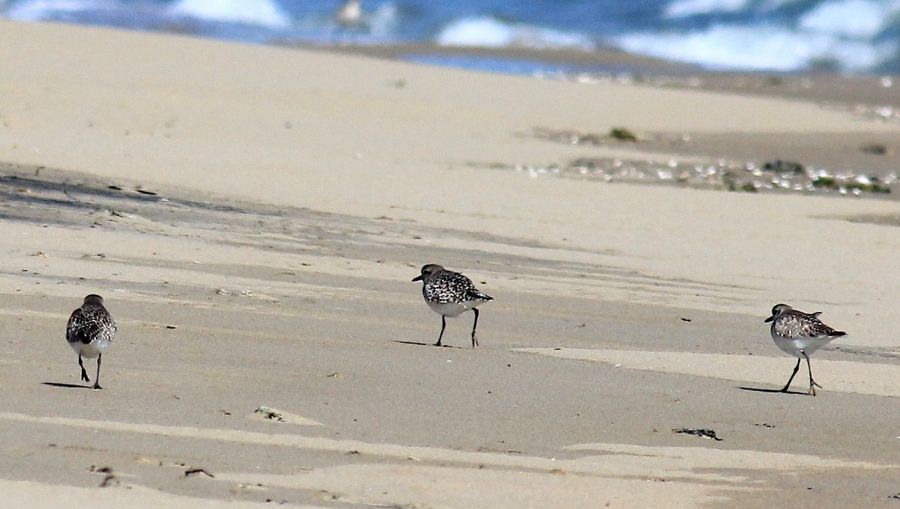 Grey Plover