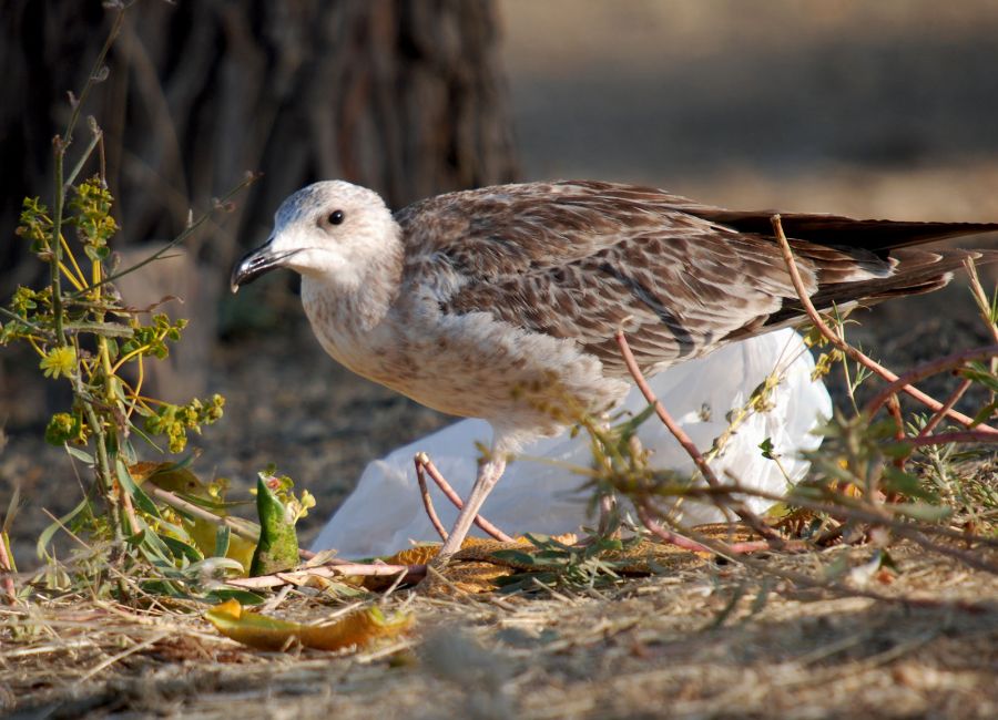 Yellow-legged Gull