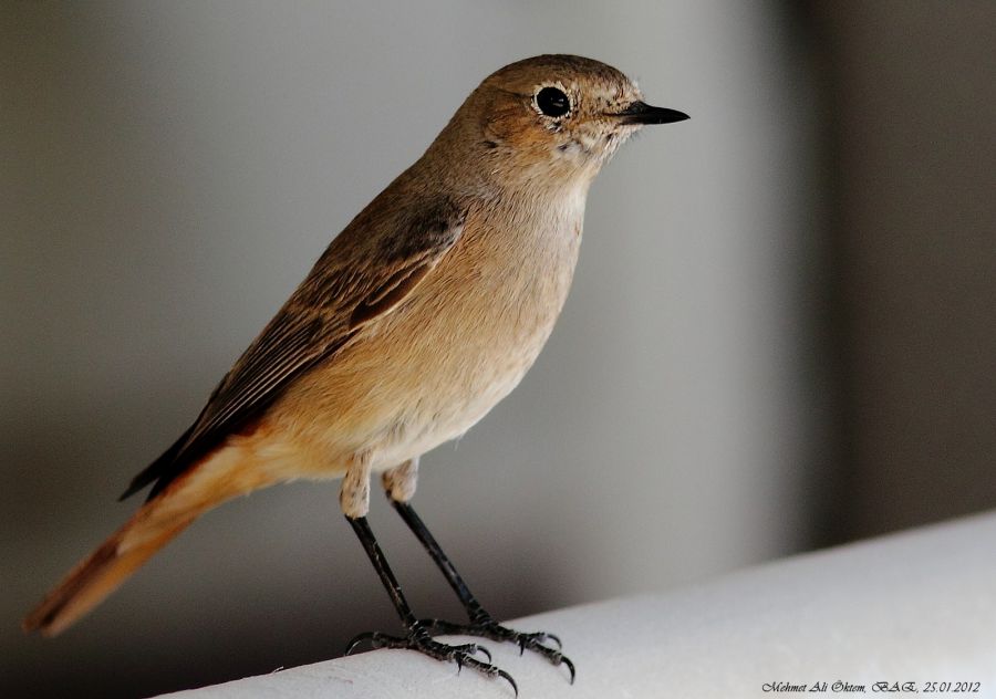 Common Redstart