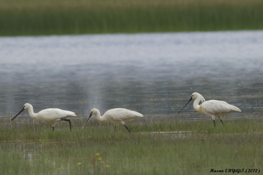 Eurasian Spoonbill
