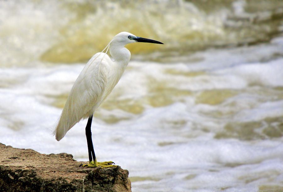 Little Egret
