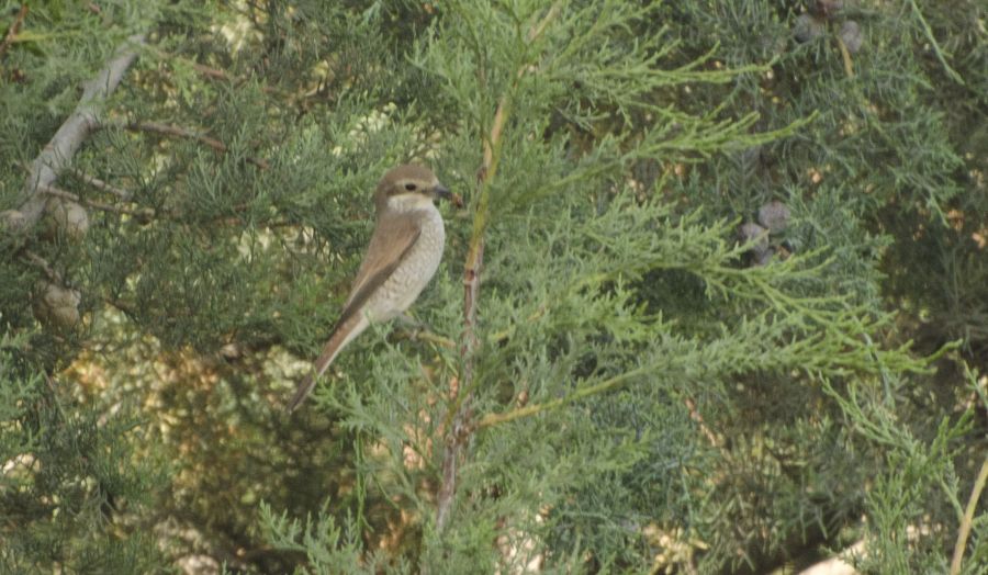 Red-backed Shrike