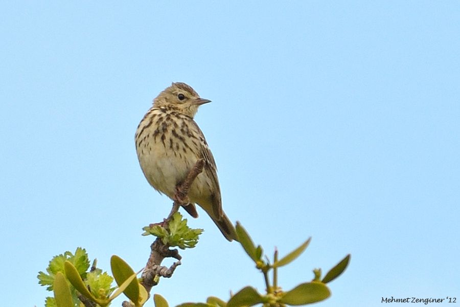 Tree Pipit
