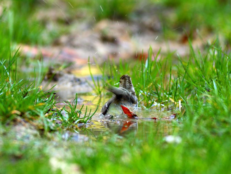 Eurasian Chaffinch