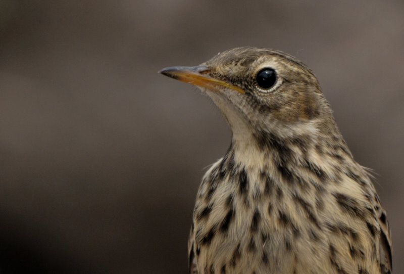 Water Pipit