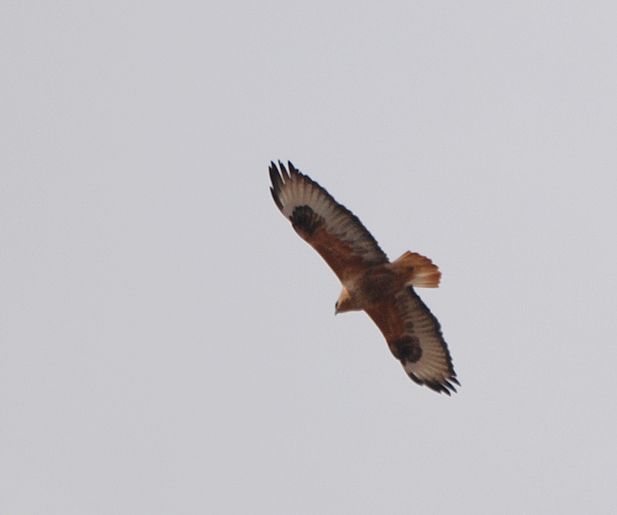 Long-legged Buzzard
