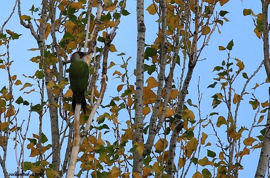 European Green Woodpecker
