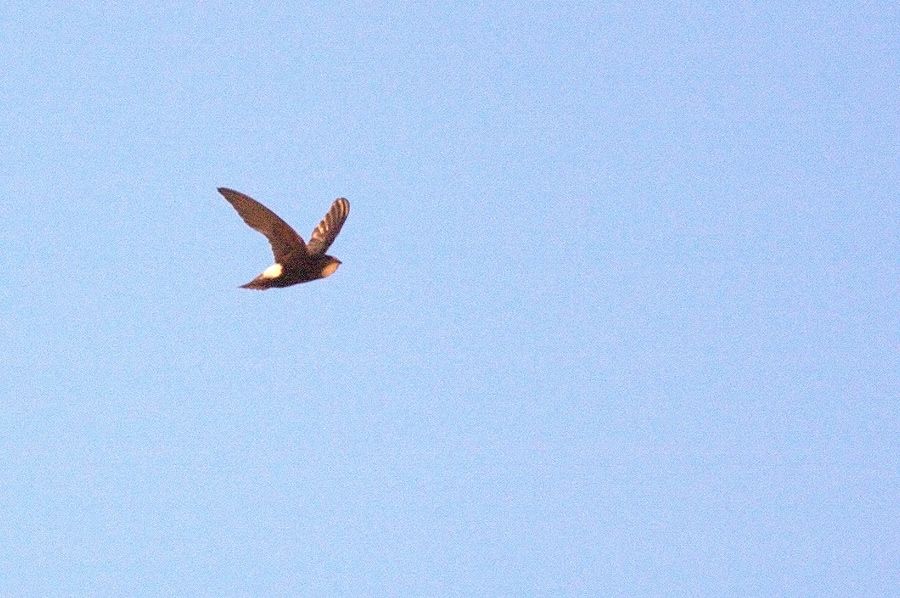 Little Swift