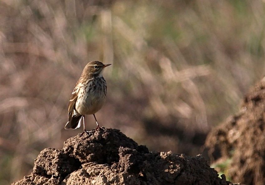 Water Pipit