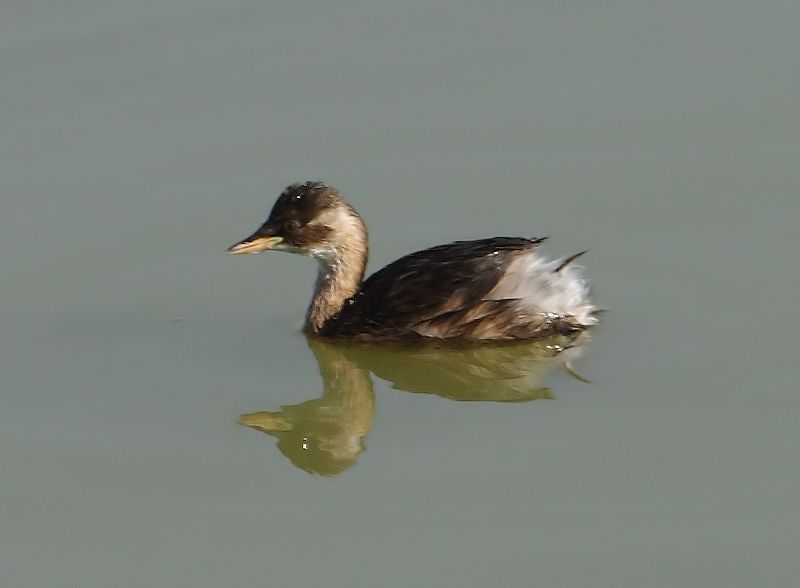 Little Grebe