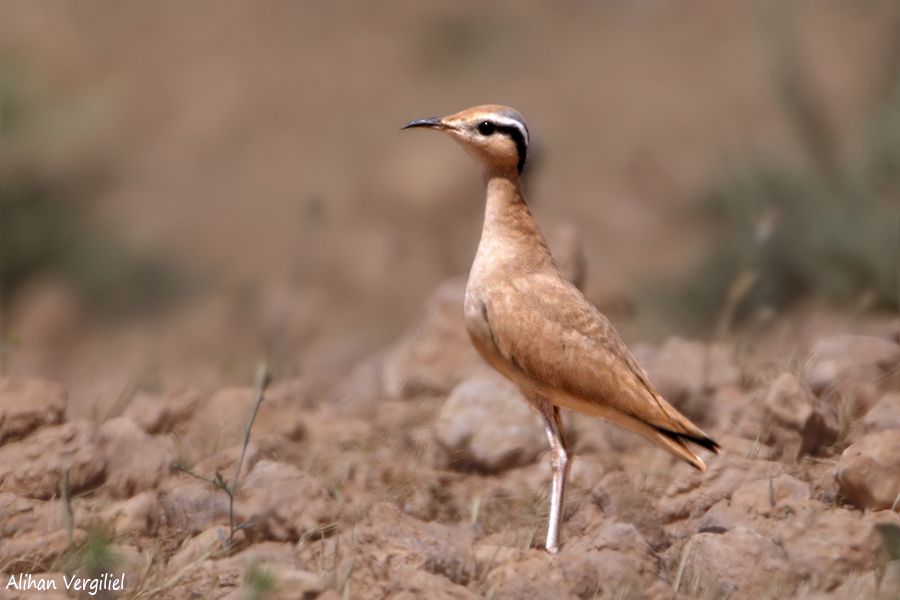 Cream-colored Courser