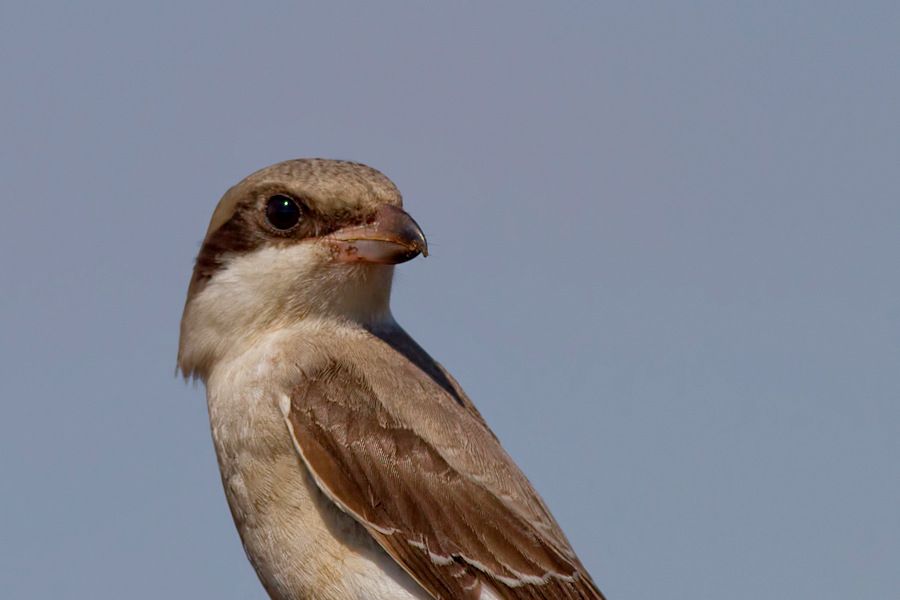 Lesser Grey Shrike