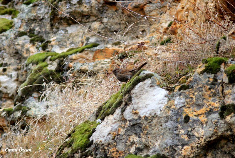 Dunnock