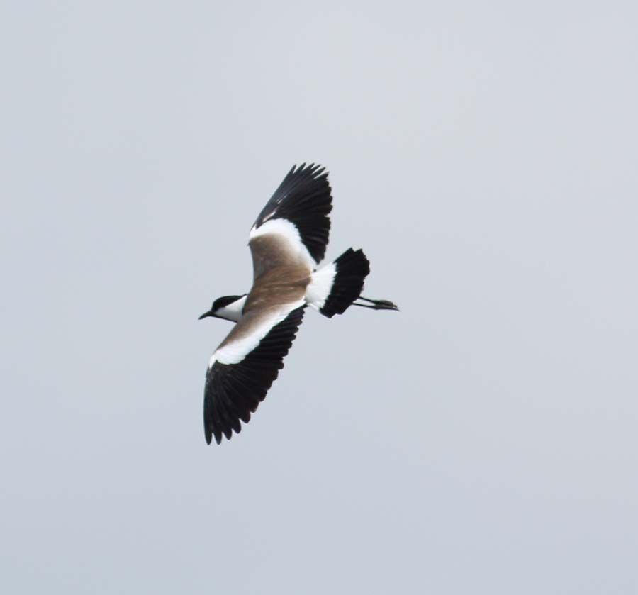 Spur-winged Lapwing