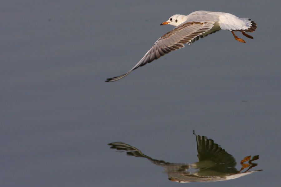 Black-headed Gull