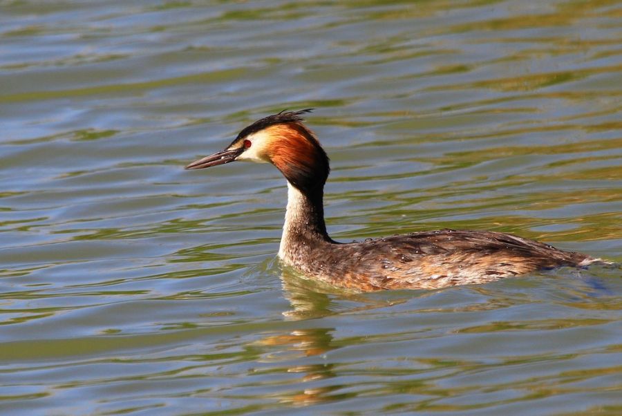 Great Crested Grebe