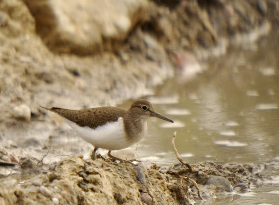 Common Sandpiper