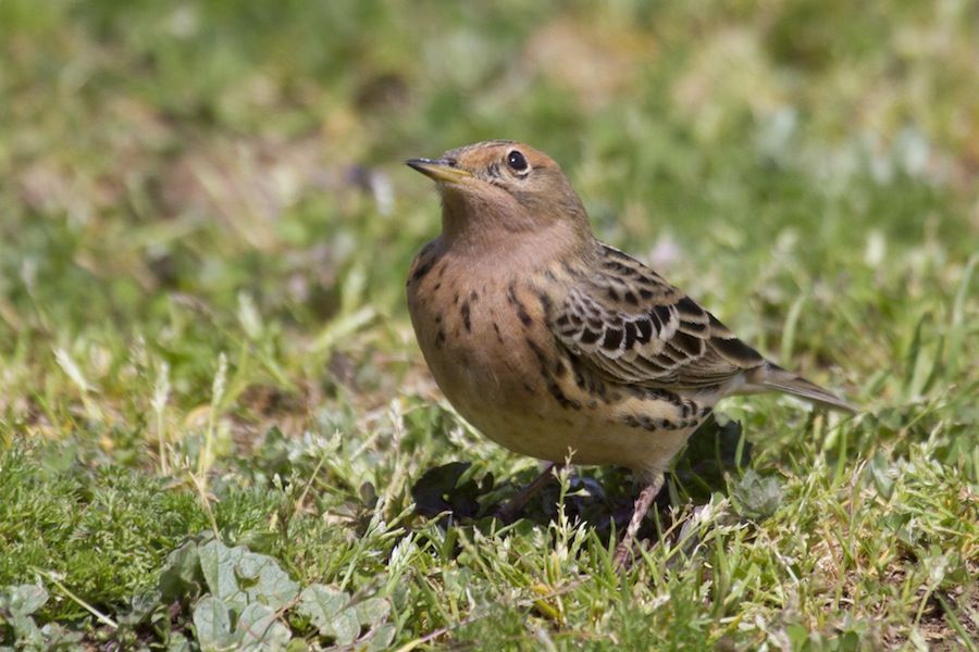 Red-throated Pipit