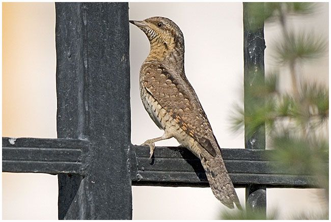 Eurasian Wryneck