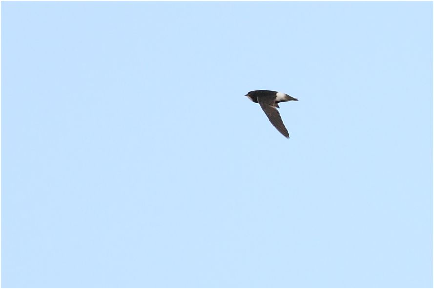 Little Swift