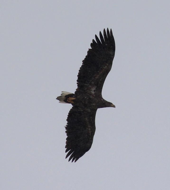 Akkuyruklu Kartal