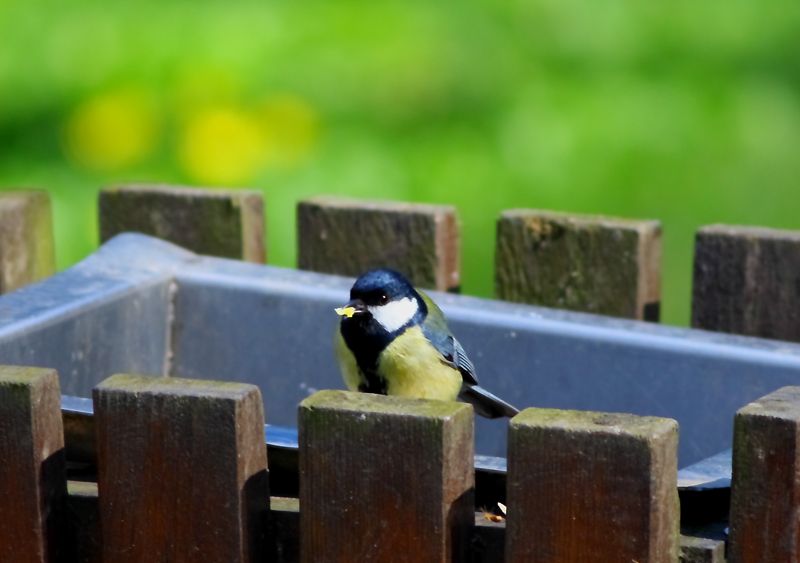 Great Tit