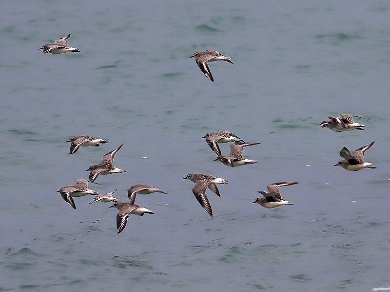 Grey Plover