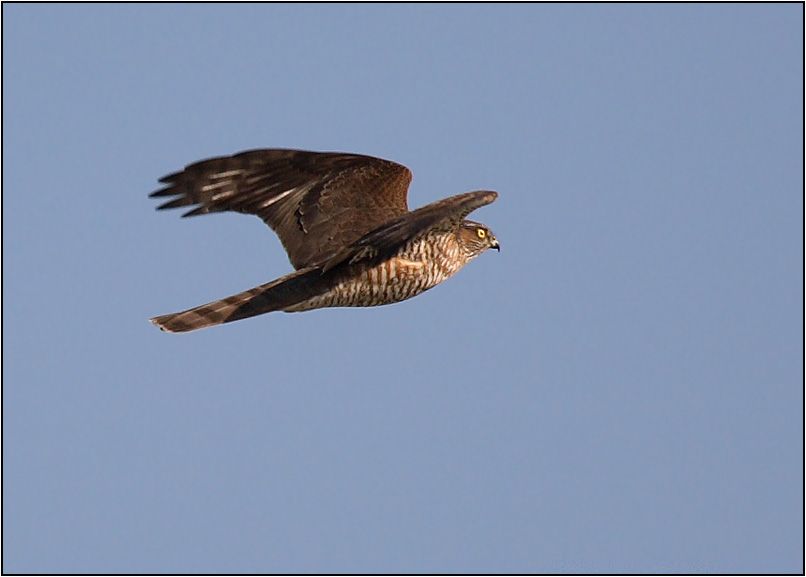 Eurasian Sparrowhawk