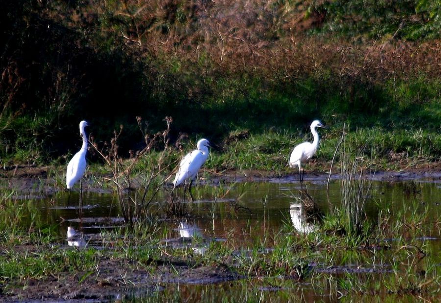 Little Egret