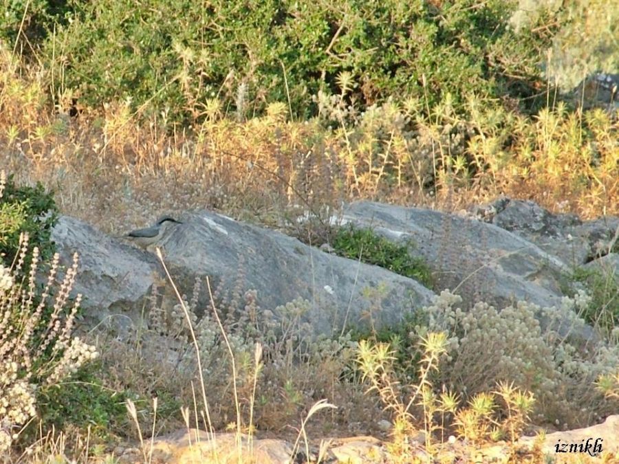 Kaya Sıvacısı