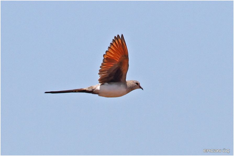 Namaqua Dove