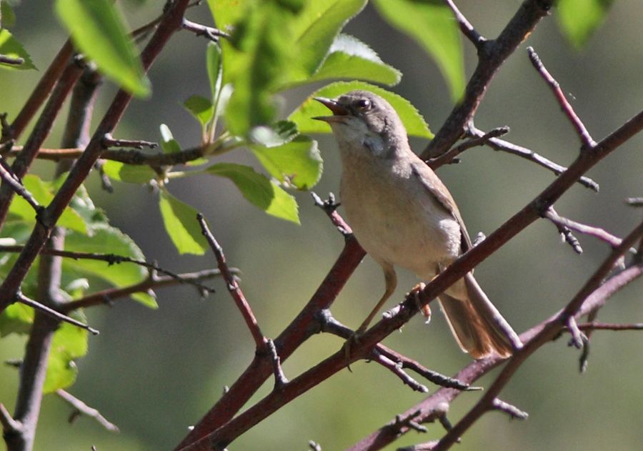 Subalpine Warbler