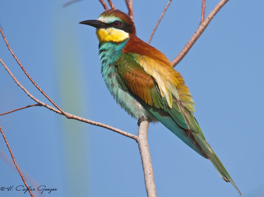 European Bee-eater