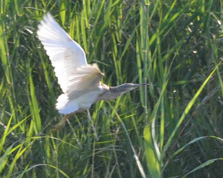 Squacco Heron