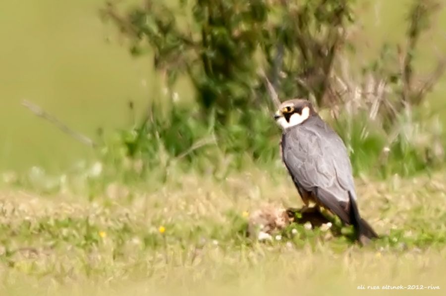 Eurasian Hobby