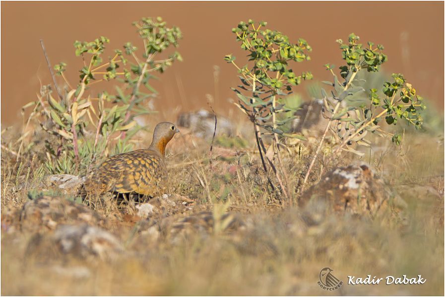 Black-bellied Sandgrouse