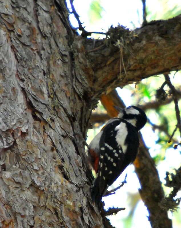 Great Spotted Woodpecker