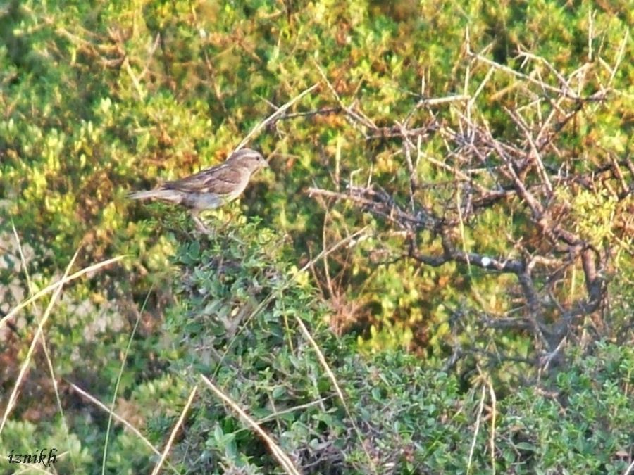 Rock Sparrow